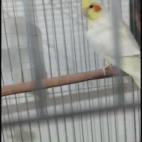عروس هلندی