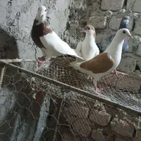 رنگه معاوضه با جوجه آلمانی