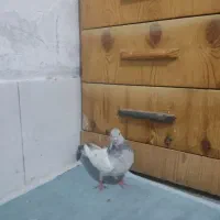 دوتا ماده سینه ابی یا سوسنی با سینه قهویی|پرنده|شیراز, شاپورجان|دیوار