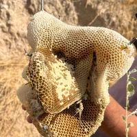 عسل طبیعی کُنار|خوردنی و آشامیدنی|شیراز, حومه شیراز|دیوار