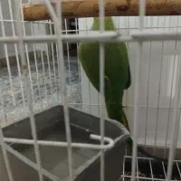 طوطی ملنگو ماده کاملا سالم مناسب برای جفت گیری|پرنده|اسلامشهر, شهرک قائمیه|دیوار