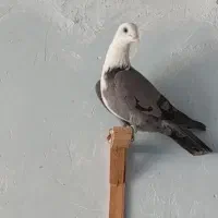 کلاغ|پرنده|مشهد, کوی دروی|دیوار