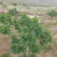 فروش ملک انجیر