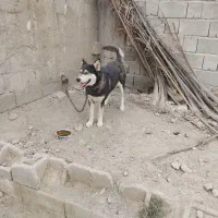 سگ هاسکی درکهنوج