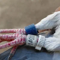 پلاکی پلاک عراق گرفتنی