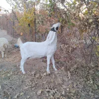 بز گلابی|حیوانات مزرعه|خلیل آباد, |دیوار