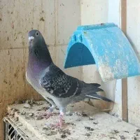 نر درجه یک مسافتی جوان|پرنده|حمیدیه, |دیوار
