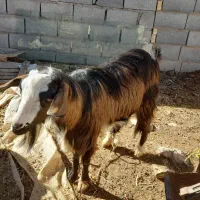 نری آلپایین