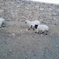 بره نر وبزغاله نر روستا سمت سربیشه|حیوانات مزرعه|سربیشه, |دیوار