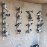 پلاکی کبوتر