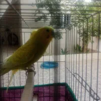 مرغ عشق|پرنده|چغادک, |دیوار