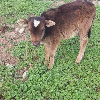 .گوساله نرشیری