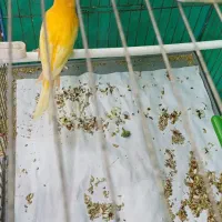 قناری نر قرمز|پرنده|اردبیل, |دیوار