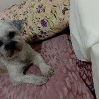 شیتزو|سگ|قدس, شهر‌قدس|دیوار