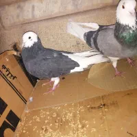 یک جفت کبوتر شازده اصیل