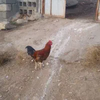 خروس|پرنده|کوهدشت, |دیوار