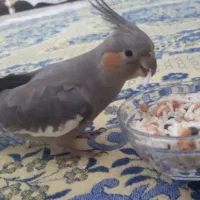 عروس هلندی خاکستری