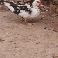 اردک اسرائیلی ماده