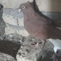 سوسکی سرخ گراف