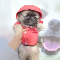 پامرین/مالتیز/شیتزو|سگ|اردبیل, |دیوار