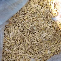 جو محلی امسال تمیز عالی