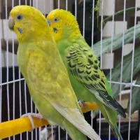 مرغ عشق با دو تا تخم