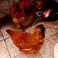 یک جفت مرغ و خروس