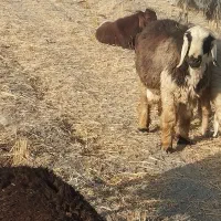 بره نر