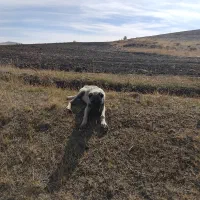 واگذاری گانگال|سگ|سیلوانه, |دیوار