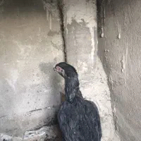 مرغ لاری اصلی افغان آلمان|حیوانات مزرعه|تهران, شهرک ابوذر|دیوار