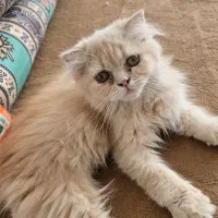 بچه گربه سوپر پرشین و اسکاتیش