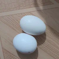 مرغ و خروس گلین لری