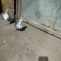 کبوتر .