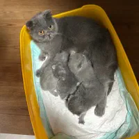 گربه اسکاتیش بریتیش بلو