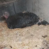 بوقلمون