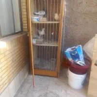 کفتر خوب|پرنده|یزد, |دیوار