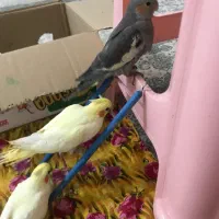 عروس هلندی سرلاکی ۳۵ روزه