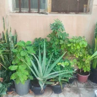 گل و گیاه آپارتمانی|گل و گیاه طبیعی|سبزوار, زینبیه|دیوار