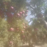 انار کوهمره سرخی|خوردنی و آشامیدنی|شیراز, کیان آباد|دیوار