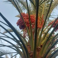 خاصه|حراج|تهران, آرارات|دیوار