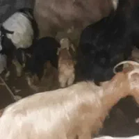 ۱۵راس بز قیمت جفت ۳۷میلیون