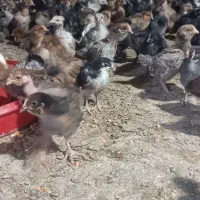 جوجه مرغ کاکلی مشکی ۳۰روزه