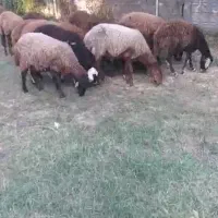 بره ماده هتروزیگوت دوقلوزا