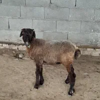 بره ماده افشاری