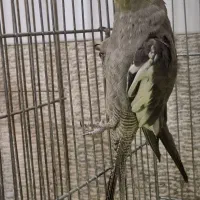 عروس هلندی سینامون معاوضه