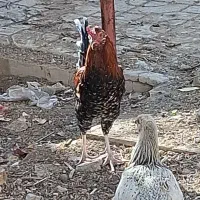 خروس دورگه لاری و گلین