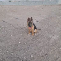 سگ ژرمن ماده