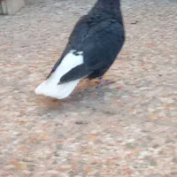 جفت اشعل دم سفید|پرنده|کارون, |دیوار