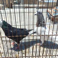 کفتر|پرنده|ساوه, |دیوار