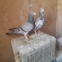 کبوتر سرور